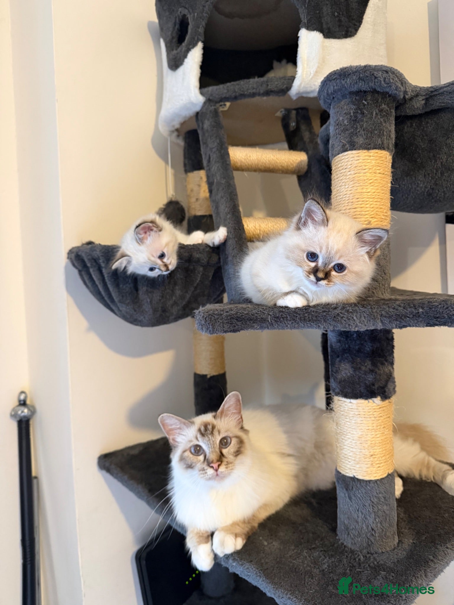 Birman cats Birman kittens - Advert 4