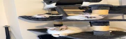 Birman cats for sale: Birman kittens - Advert 1