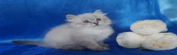 Siberian cats for sale: Siberian Kittens For Sale  - Advert 5