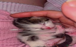 British Shorthair cats for sale: Gorgeous tabby male lovely markings  - Image 3