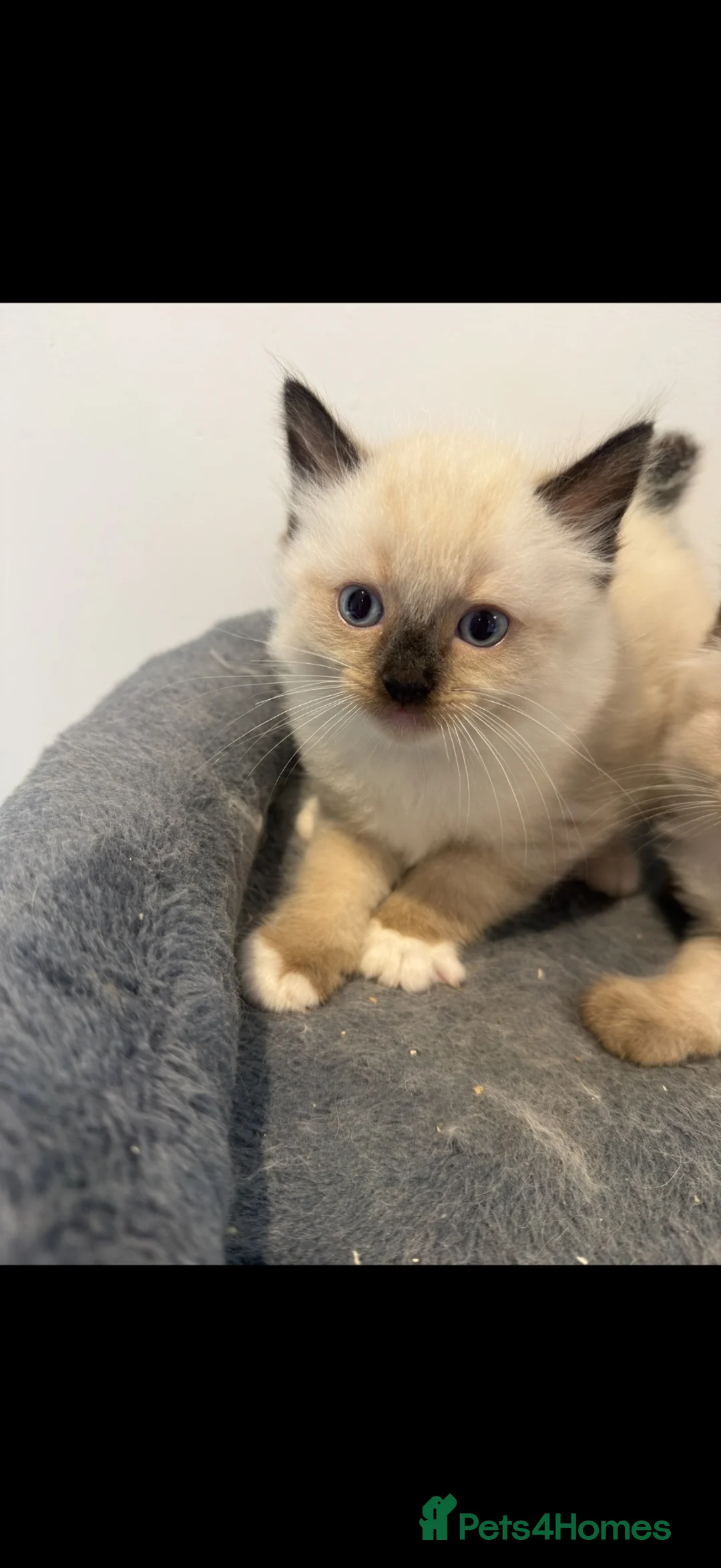 Ragdoll cats for sale: RAGDOLL X KITTENS READY TO GO - Advert 9