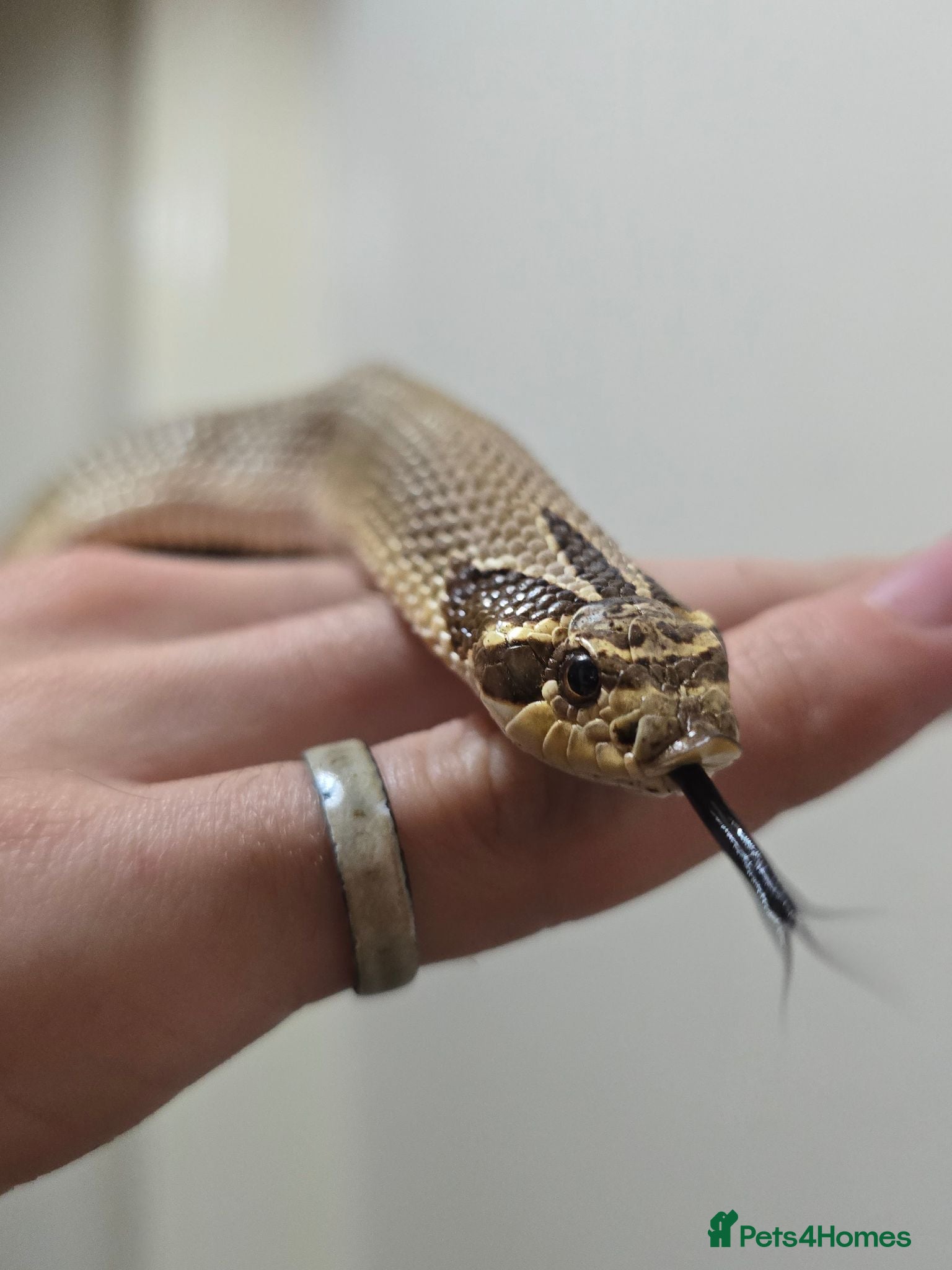 Snake reptiles Special Hognose Snake  - Advert 5