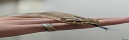 Snake reptiles for sale: Special Hognose Snake  in Swansea - Advert 1