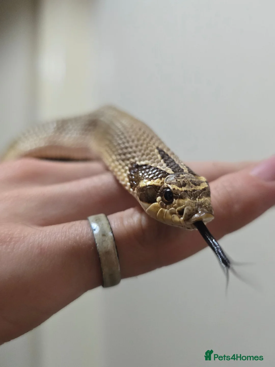 Snake reptiles for sale: Special Hognose Snake  in Swansea - Advert 1