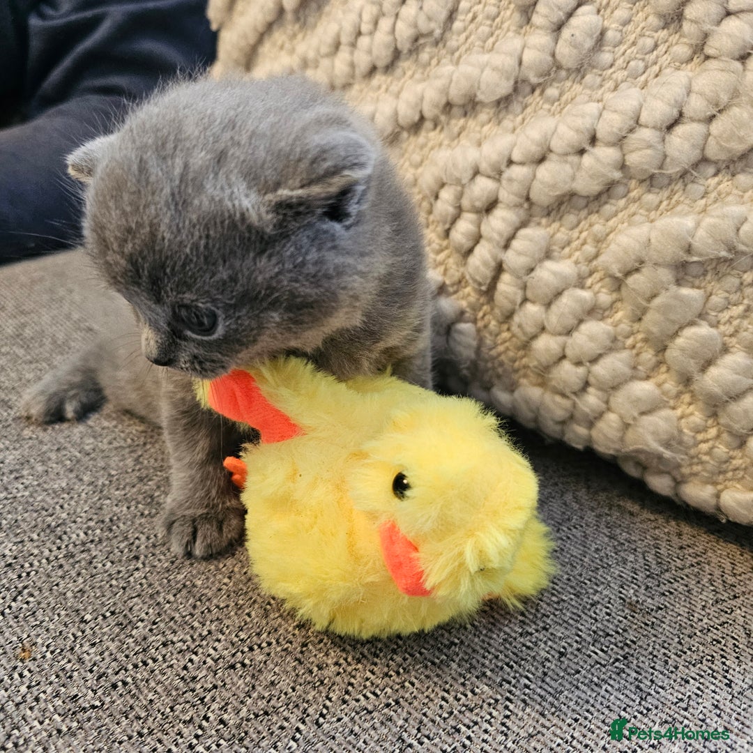 British Shorthair cats for sale: GCCF blue male  - Image 6