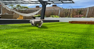 British Shorthair cats - Advert 14