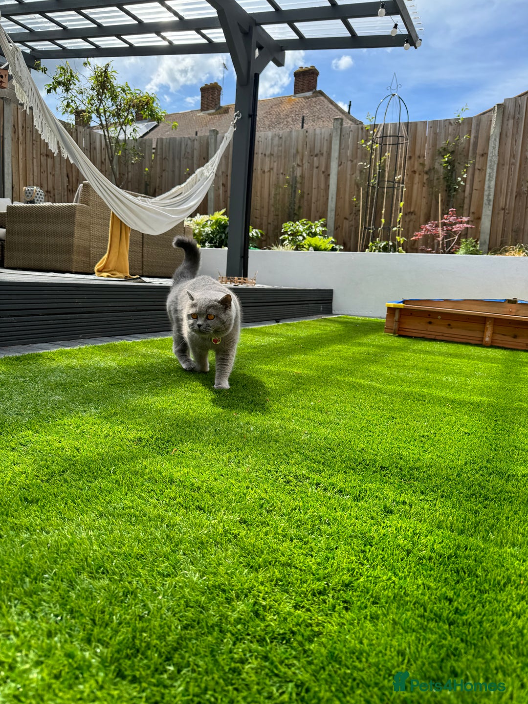 British Shorthair cats for sale: British Shorthair cat  - Image 2