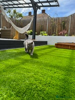 British Shorthair cats - Advert 5