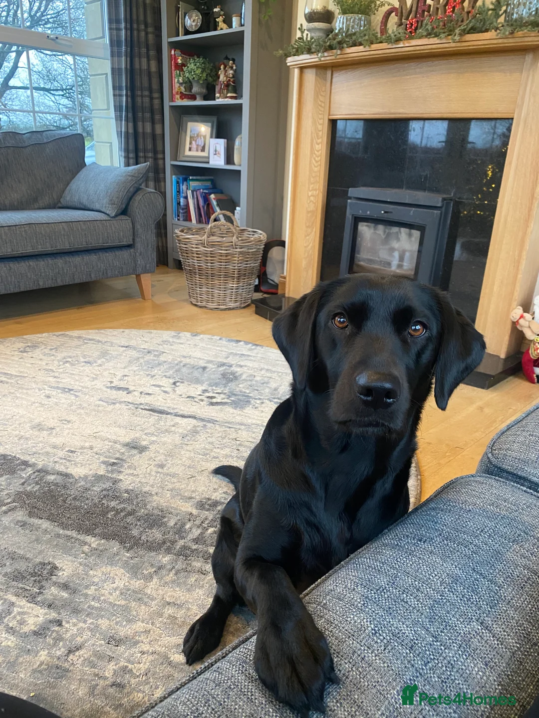 Labrador Retriever dogs for sale: Pedigree KC Registered Black Labrador Pups  - Advert 10