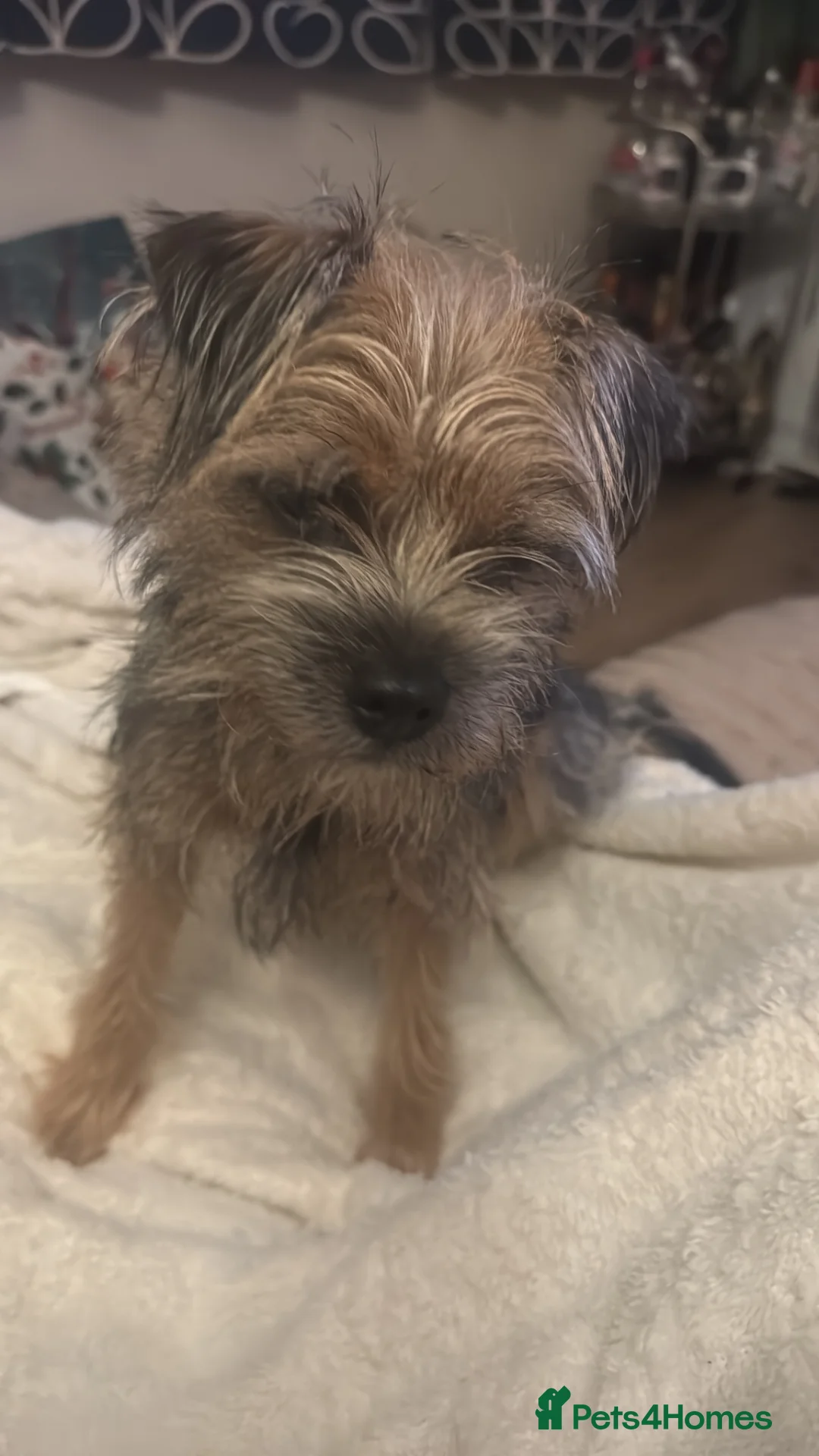 Border Terrier dogs for sale: Border terriers  - Advert 2