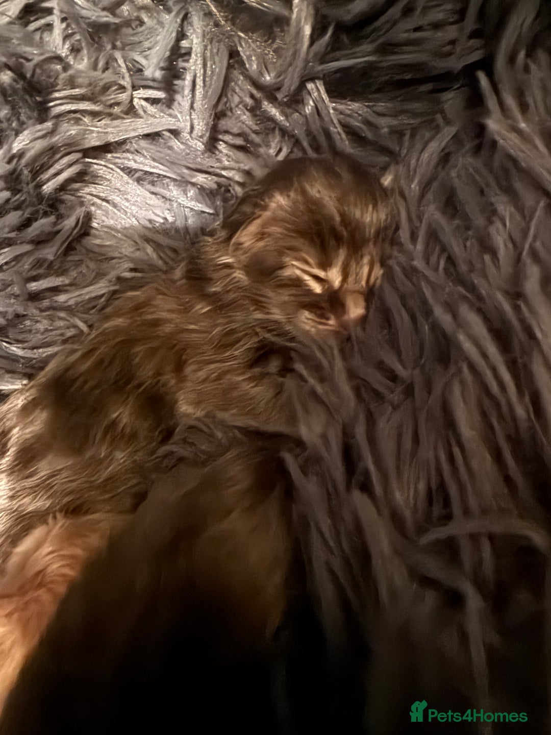 Ragcoon cats for sale: Beautiful Ragcoon kittens - Advert 3