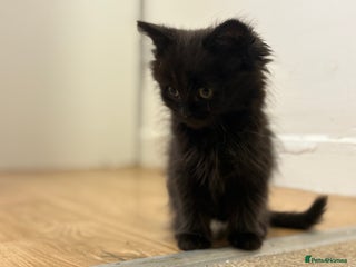 Ragdoll cats - Advert 32