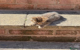 Mixed Breed cats for sale: 🐾 7 Adorable Kittens Looking for Loving Homes 🐾 - Image 4