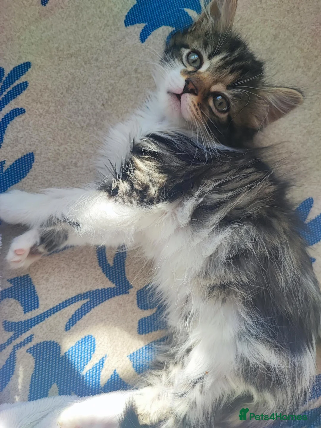 European cats for sale: 3 kittens ready for adoption  in Stoke-on-Trent - Advert 4
