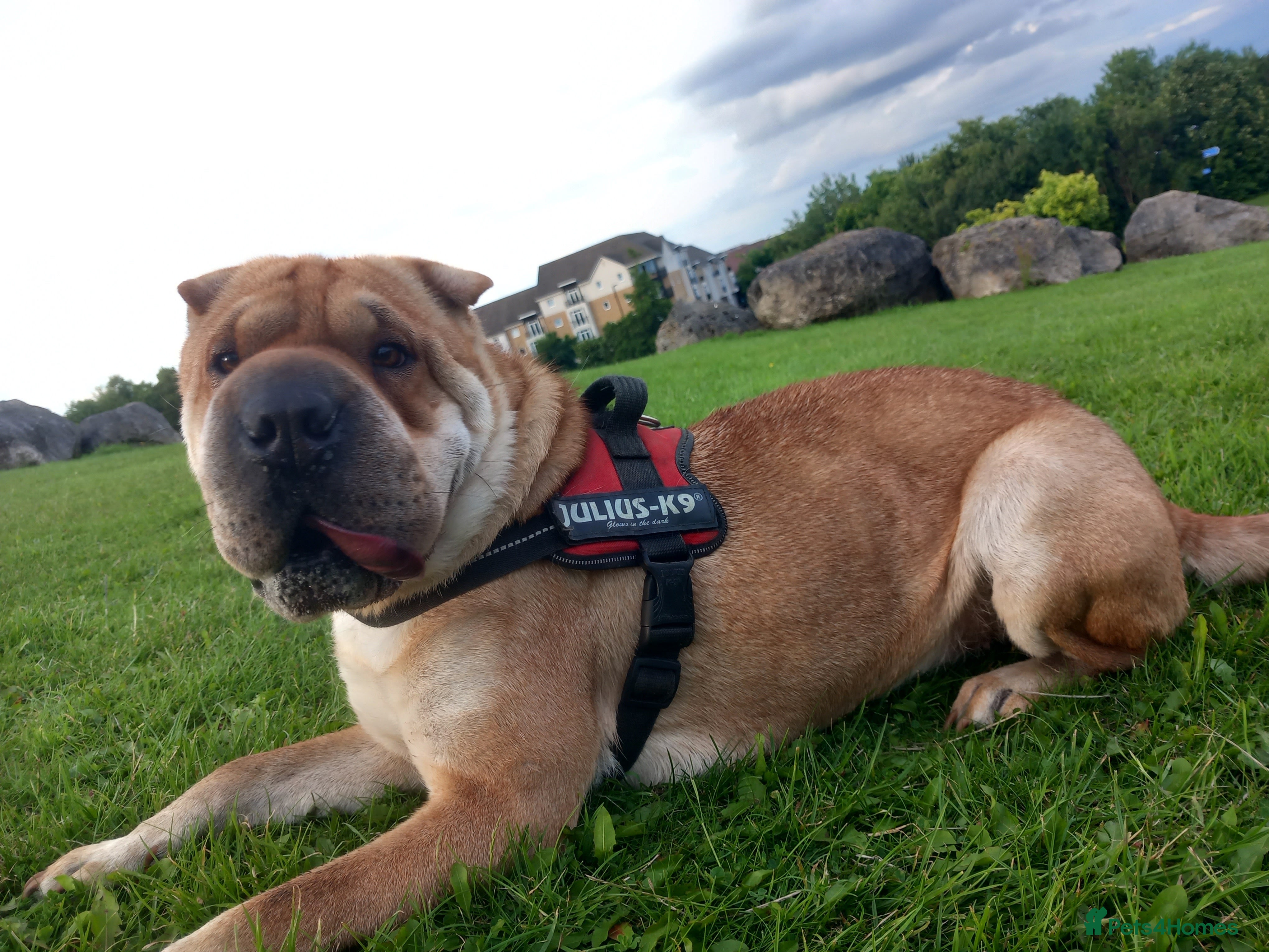 Mixed Breed dogs mam for sale  - Advert 6