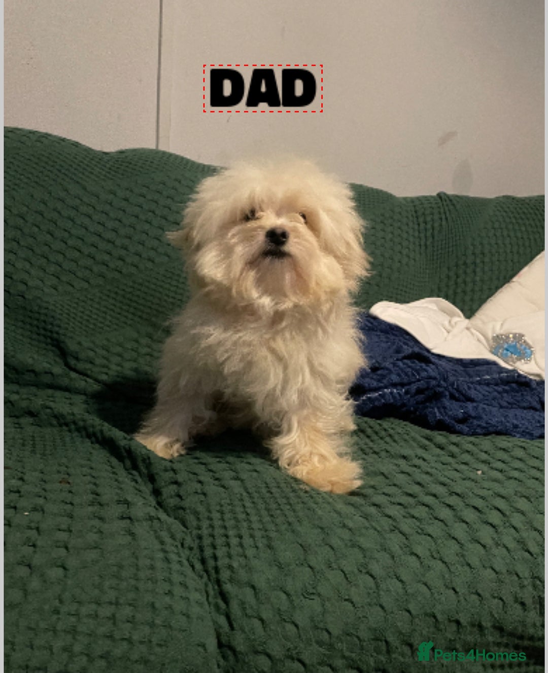 Pomapoo dogs for sale: Pomapoo puppy’s 6 months old - Advert 10