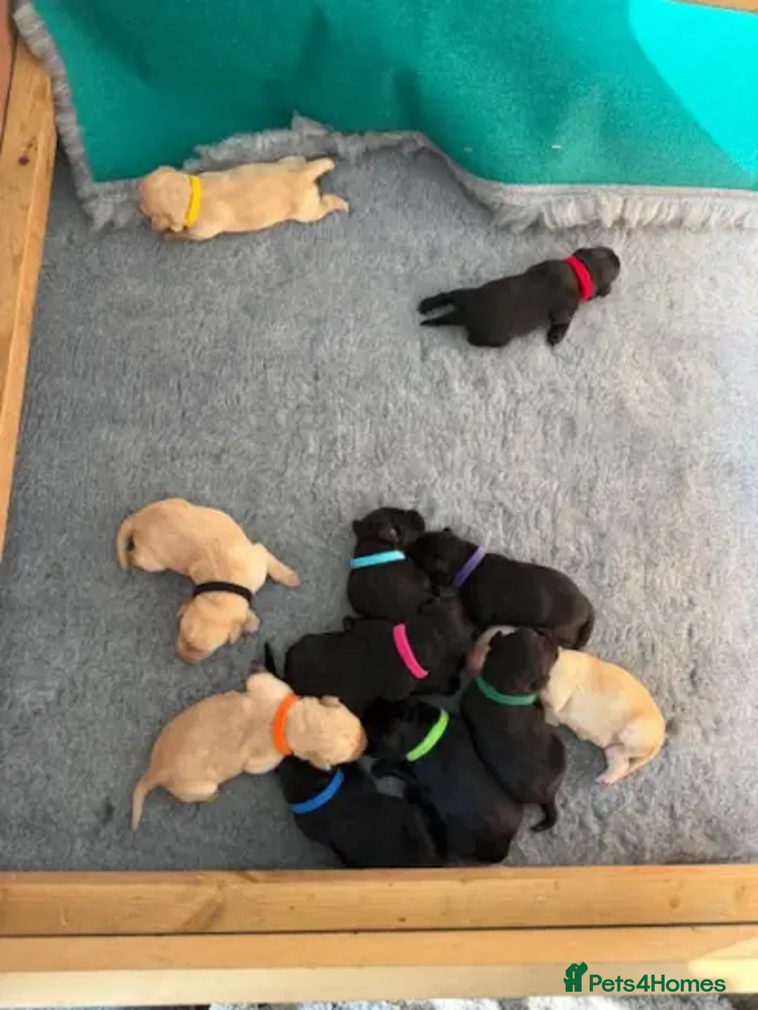 Labrador Retriever dogs for sale: Working Labrador Retriever Puppies - Image 5