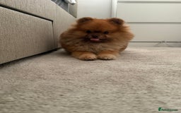 Pomeranian dogs for sale: Louis - Advert 6