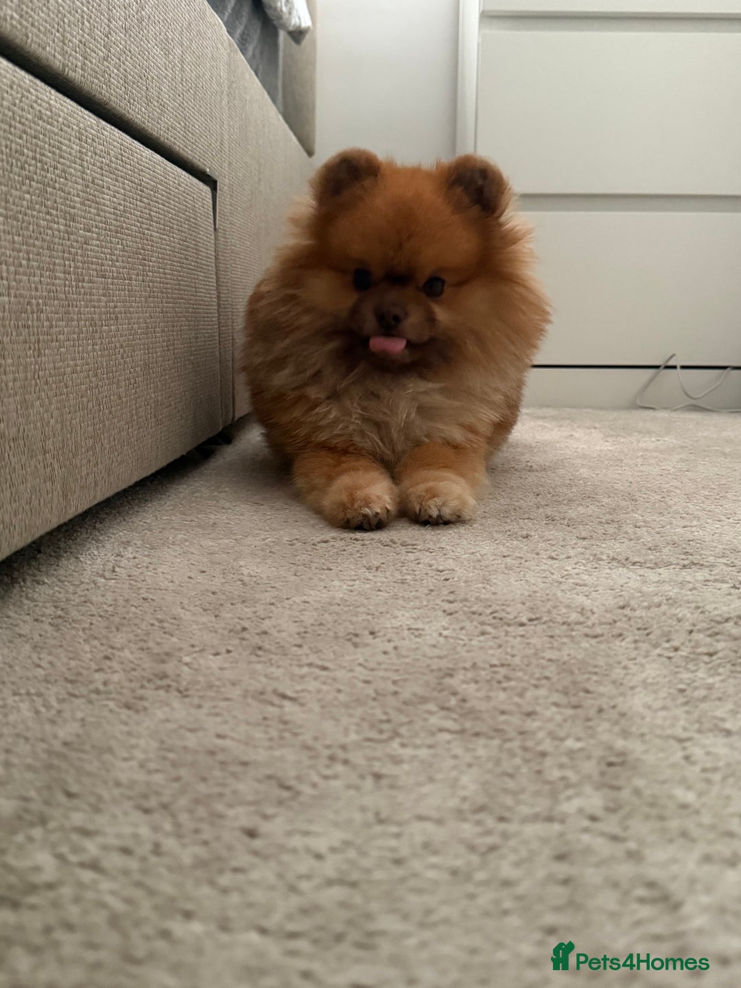 Pomeranian dogs for sale: Louis - Advert 6