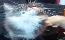 Maine Coon cats for sale: Maine Coon kittens in Manchester  - Image 22