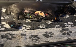 Labrador Retriever dogs for sale: Stunning litter of Labrador puppies - Image 3