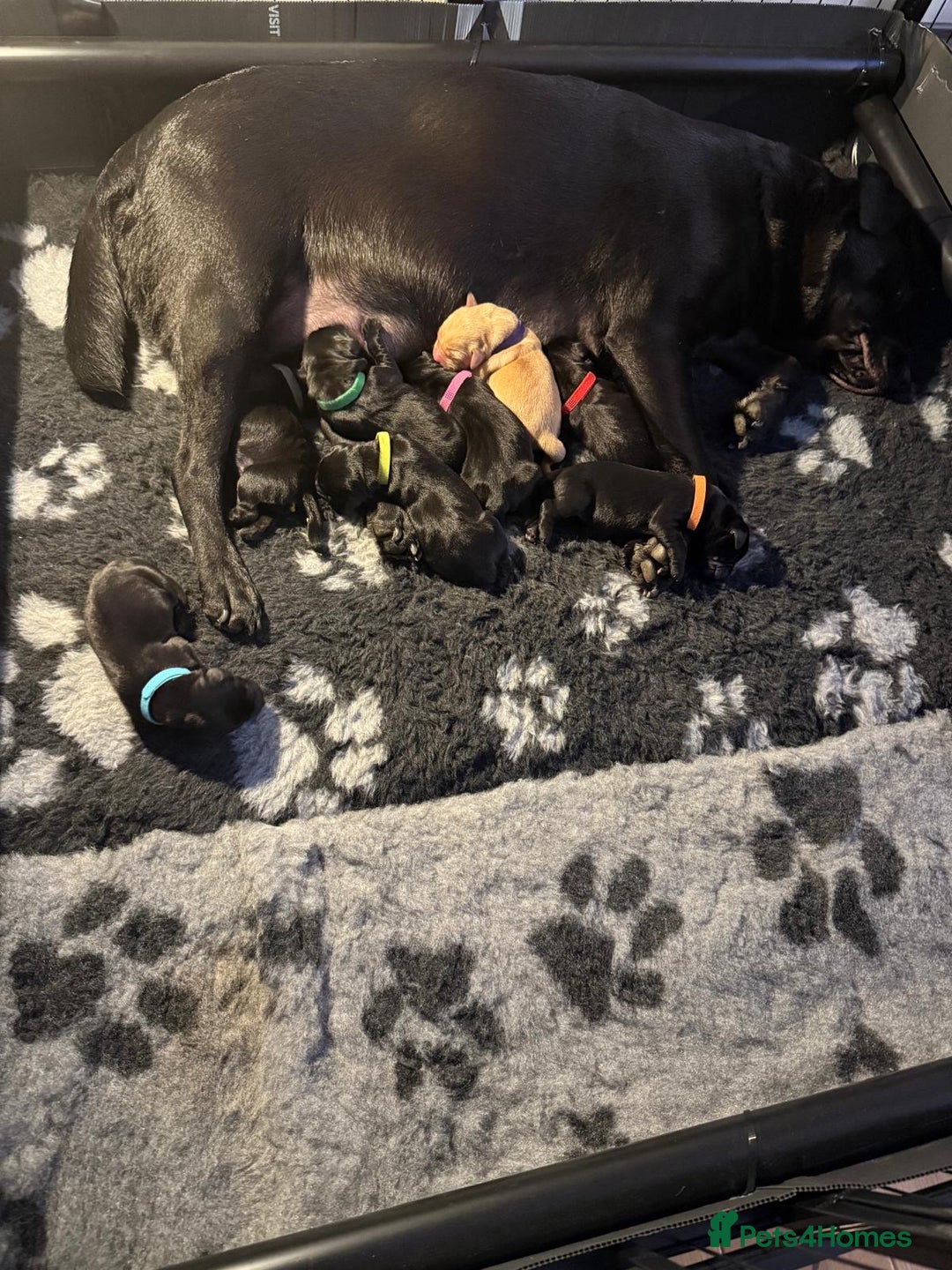 Labrador Retriever dogs for sale: Stunning litter of Labrador puppies - Image 3