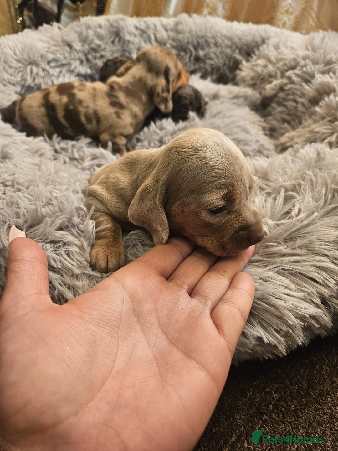 Miniature Dachshund dogs for sale: gorgeous dachshund puppy 🐶🐾 - Image 4