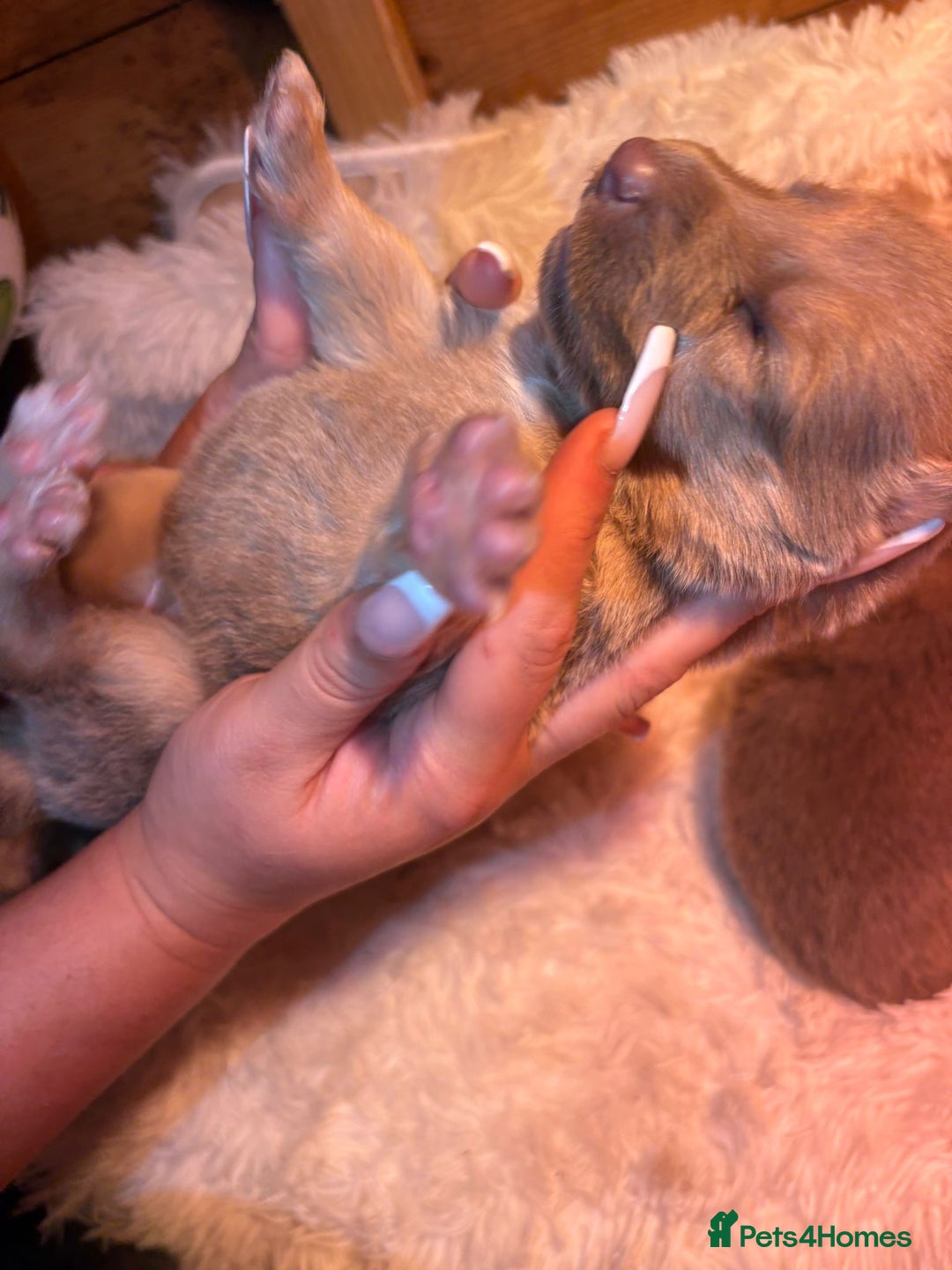 German Shepherd dogs for sale: Working KC GSD German shepherd puppies  - Image 17