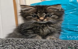 Maine Coon cats for sale: MaineCoon X Male Kitten  - Image 1