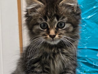 Maine Coon cats - Advert 22