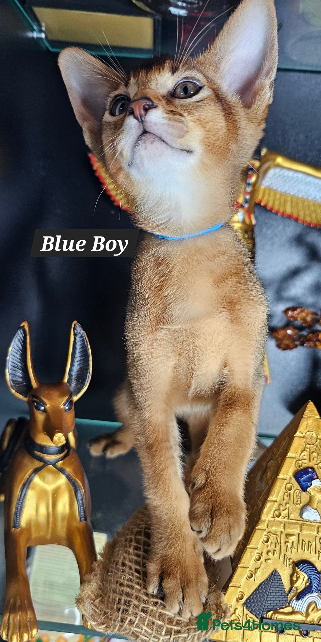 Abyssinian cats for sale: 4 Abyssinian kittens for sale - Advert 14