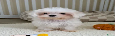 Maltese 1