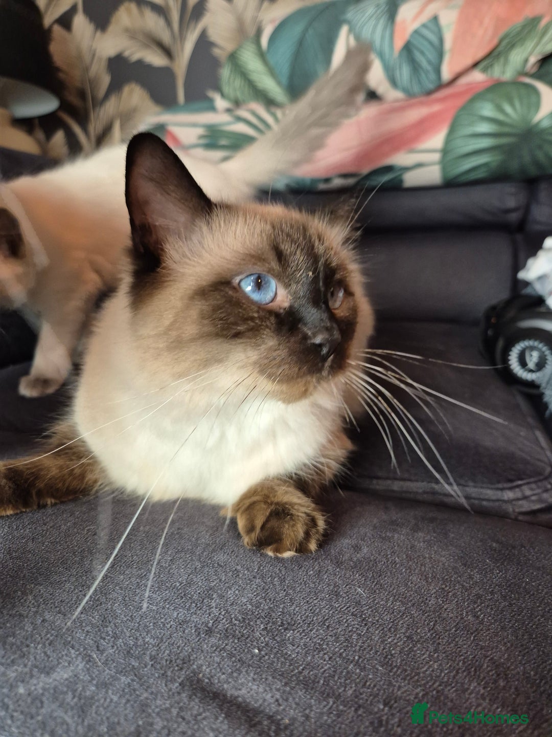 Ragdoll cats for sale: Purebred Ragdoll Kittens 13 Weeks 1 Male 3 Females - Advert 6
