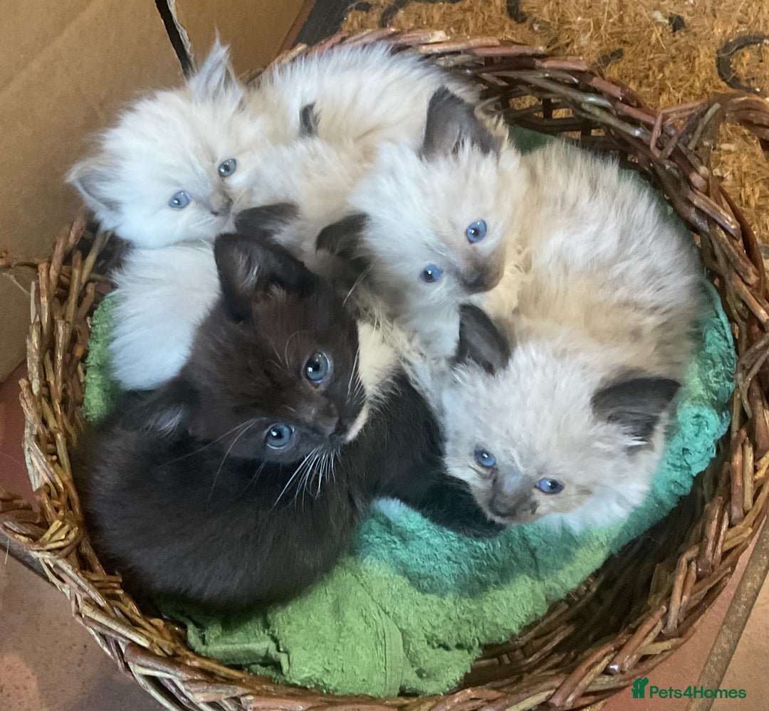 Ragdoll cats for sale: Lovely Kittens - Image 4