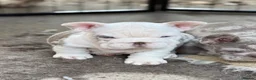 French Bulldog dogs for sale: **Beautiful French Bulldog Puppies** - Advert 5
