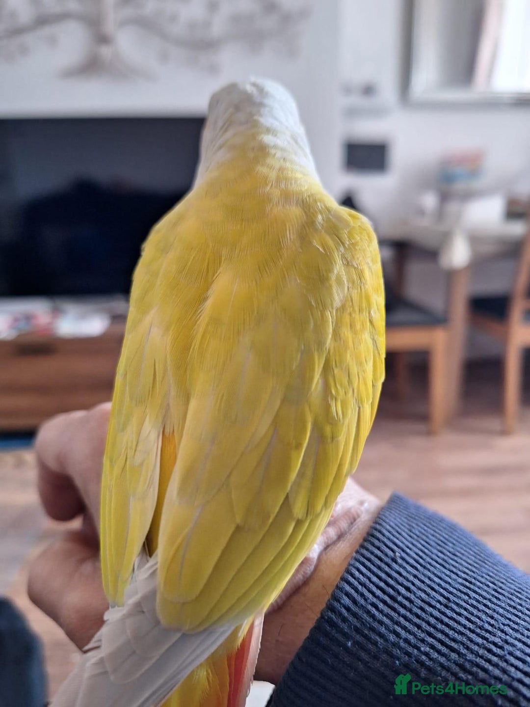 Conures birds for sale: Conure and Lovebird for Sale  - Image 11