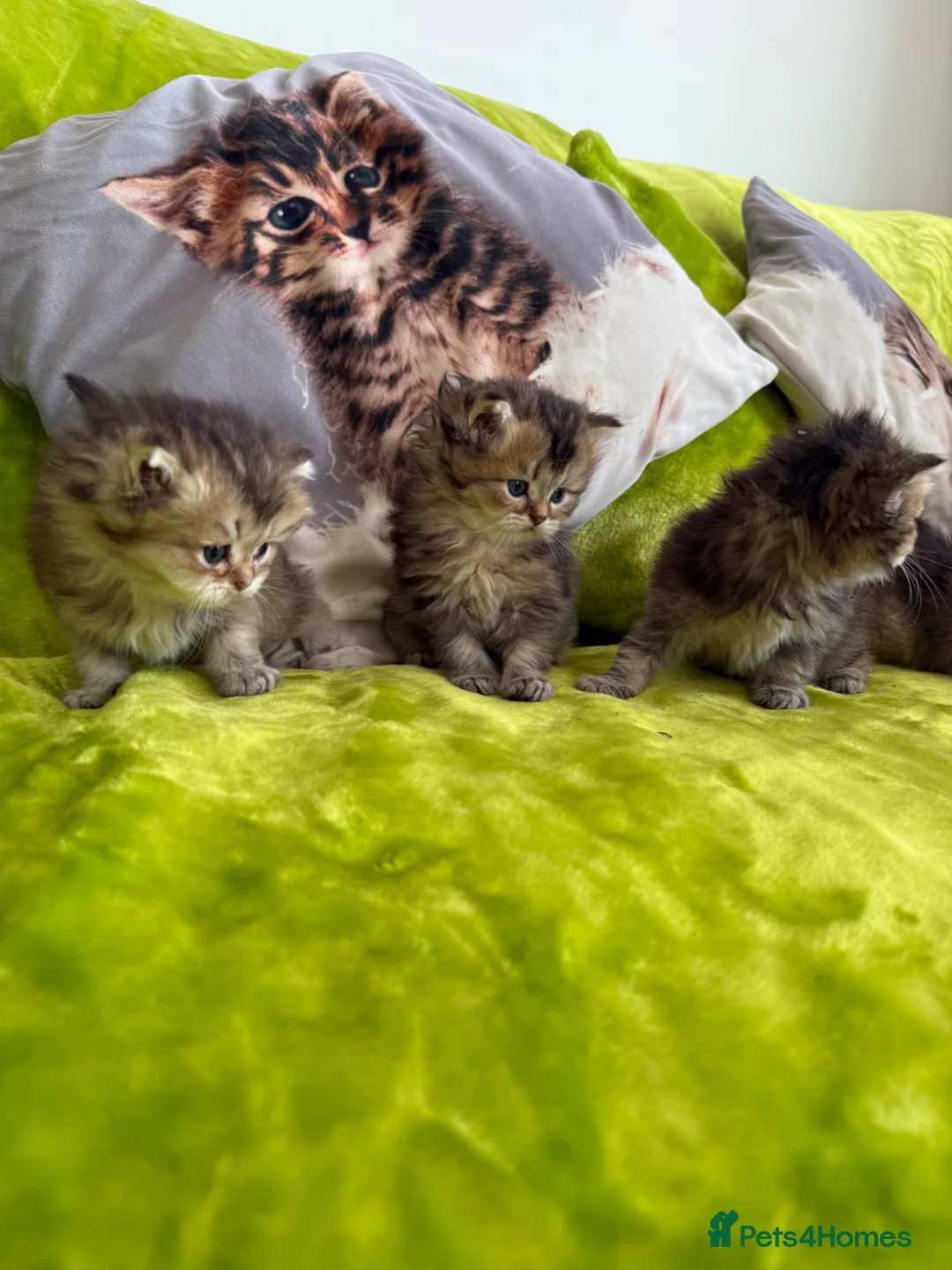 British Longhair cats for sale: British Longhair Kittens in London - Advert 1