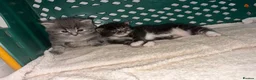 Mixed Breed cats for sale: Boy & girl  - Advert 5