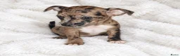 Mixed Breed dogs for sale: 1 Female - French Bull Jack Puppies - Advert 2