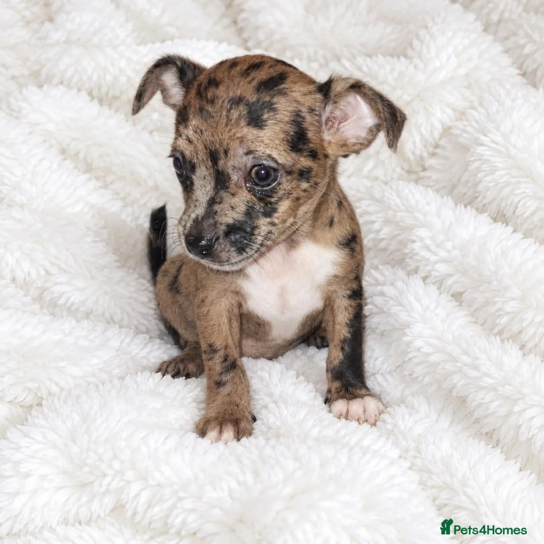 Mixed Breed dogs for sale: 1 Female - French Bull Jack Puppies - Advert 2