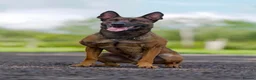Belgian Shepherd Dog dogs for sale: Workingline belgian shepherds - Advert 3