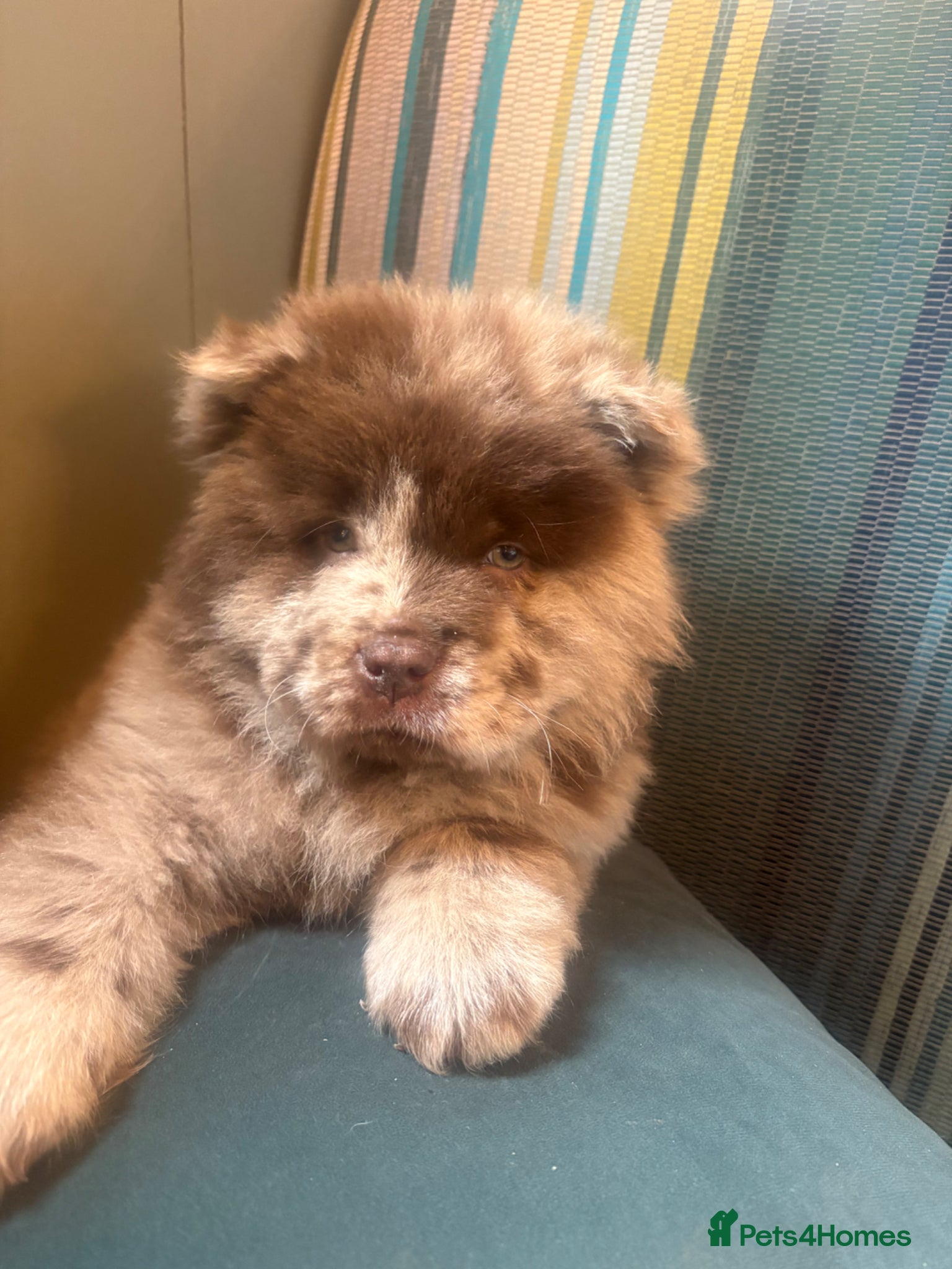 Chow Chow dogs Chow chow puppy’s  - Advert 5