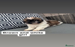 Shih Tzu dogs for sale: Shih tzu  - Image 10