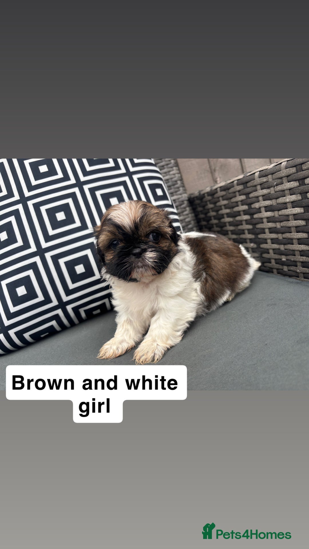 Shih Tzu dogs for sale: Shih tzu  - Image 10
