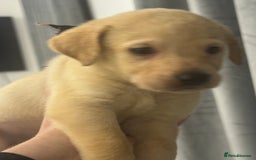 Labrador Retriever dogs for sale: Full breed Labrador retriever puppy’s  - Image 31
