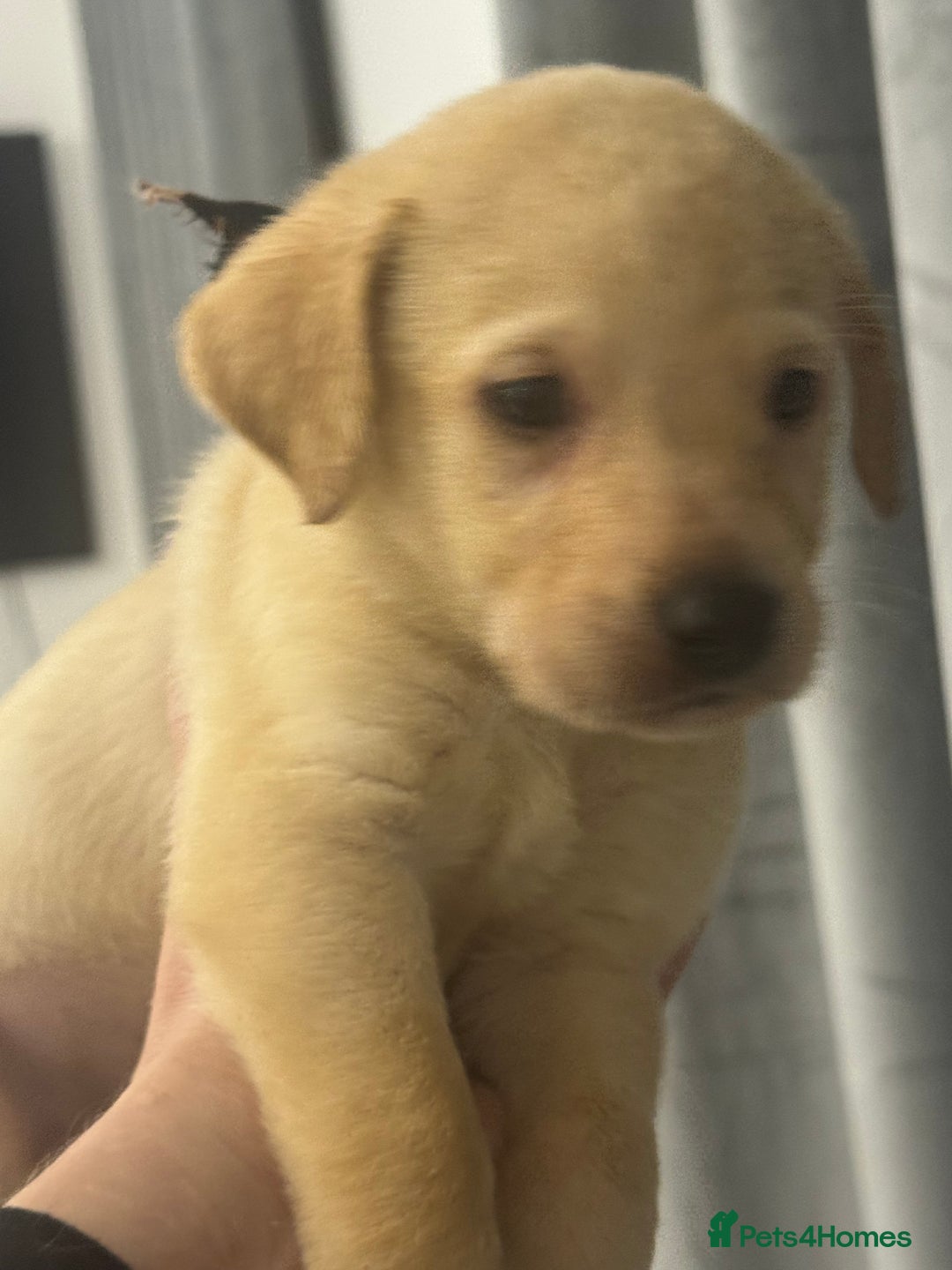 Labrador Retriever dogs for sale: Full breed Labrador retriever puppy’s  - Image 31