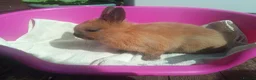 Netherland Dwarf rabbits for sale: Pretty Female and Male Netherland Dwarf Babies - Advert 4
