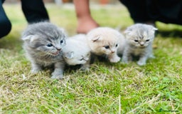 Scottish Fold cats for sale: Adorable Kittens Looking for Their Forever Homes🐾 - Image 4