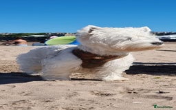 West Highland Terrier dogs for stud: KC West Highland terrier  in Edinburgh - Image 2
