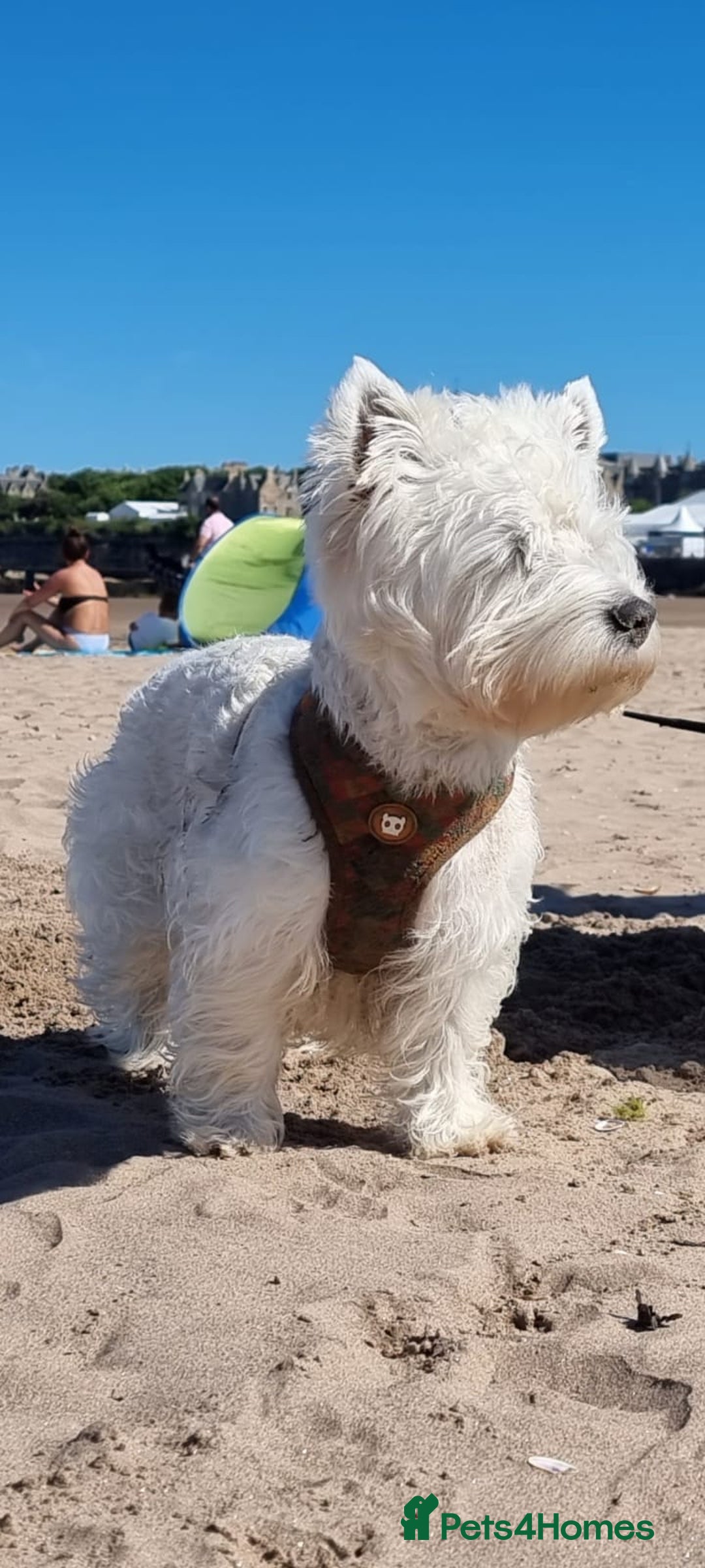 West Highland Terrier dogs for stud: KC West Highland terrier  in Edinburgh - Image 2